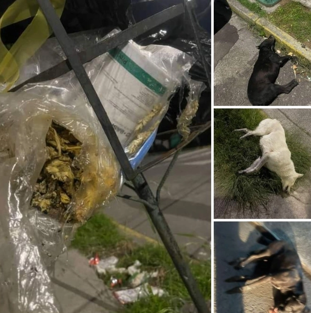 Vecinos de Jardines de San Mateo, Naucalpan, hicieron un llamado de alerta ante la muerte de tres perritos por envenenamiento. Foto difundida en redes sociales