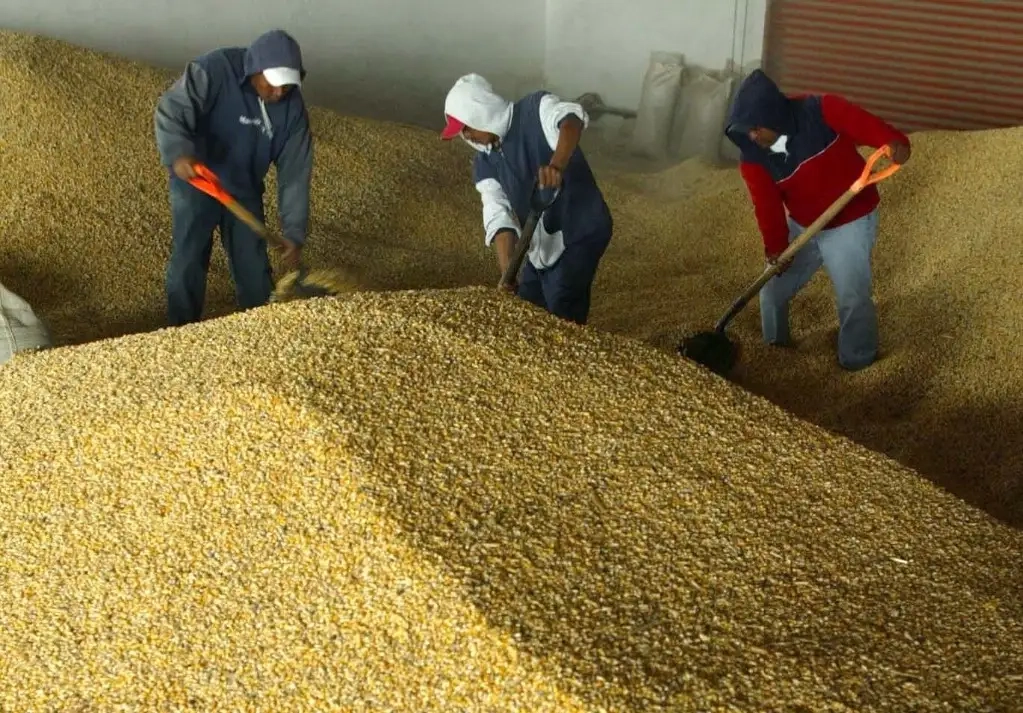 México, que es autosuficiente en producción de maíz blanco, es un comprador clave del cereal amarillo de Estados Unidos. Foto José Carlo González / Archivo