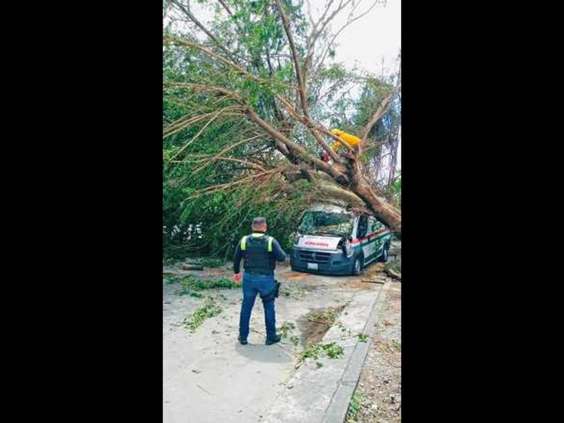 Brigadas de la Comisión Nacional Forestal cortan con motosierra árboles derribados por el huracán Grace. Uno de ellos cayó sobre una ambulancia en la colonia Chapultepec de Poza Rica, Veracruz. Foto Sergio Hernández