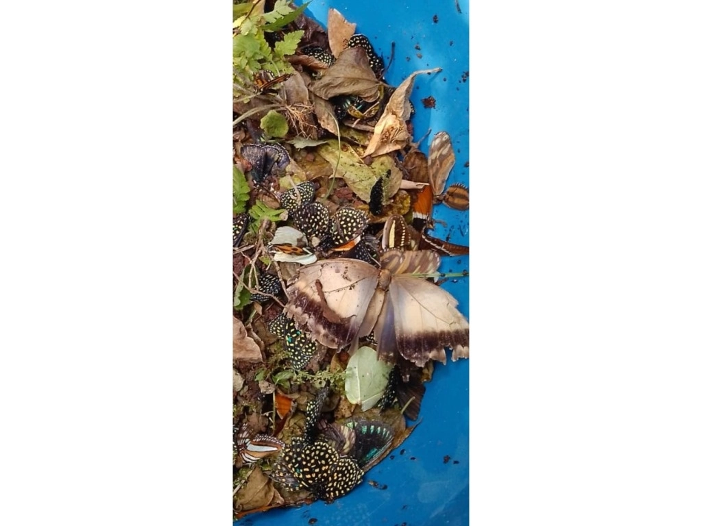 Decenas de mariposas de diferentes especies perecieron a causa de actos vandálicos perpetrados en el Jardín Botánico Francisco Javier Clavijero, en Xalapa. “se perdió toda una generación de lepidópteros que fueron criados en el laboratorio”. Foto ‘La Jornada’