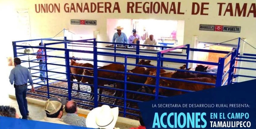 En respuesta a la situación, criadores de reses del norte de Tamaulipas preparan movilizaciones para exigir transparencia en el ejercicio de los recursos que los gobiernos estatal y federal destinan. Foto https://www.tamaulipas.gob.mx/