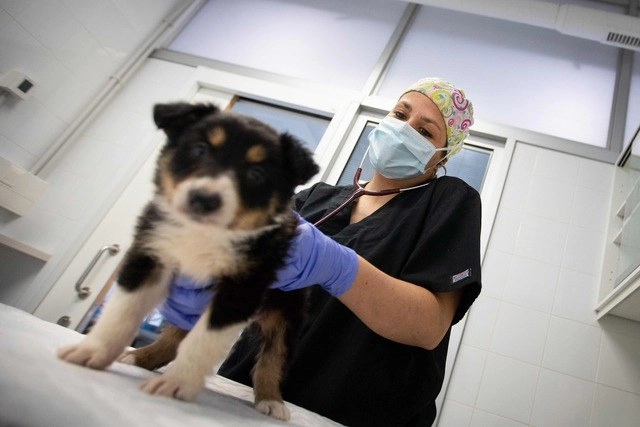 En una veterinaria de Palma de Mallorca, España. Foto Afp 