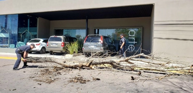 Un total de cinco árboles fueron desprendidos por fuertes vientos en Aguascalientes. Foto Claudio Bañuelos