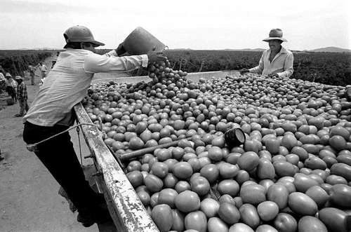 La OIT estima que 25 millones de trabajadores sufren condiciones de trabajo forzoso en todo el mundo. Foto Carlos Mamahua