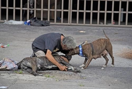 Luego de los hechos, el propietario y otros dos canes estaban inconsolables. Alfredo Domínguez
