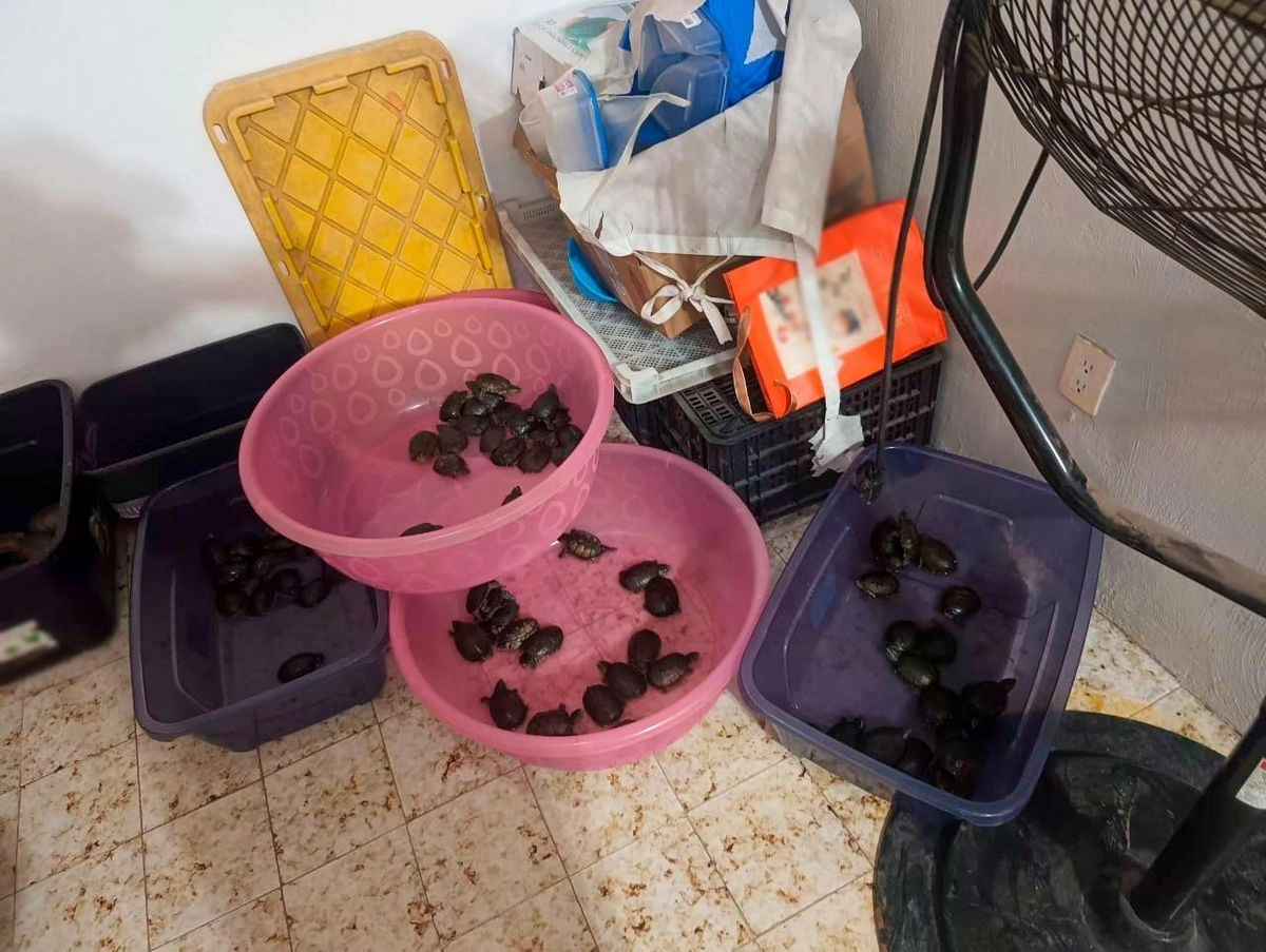 Al momento de su detención de los ahora tres procesos les fueron asegurados más de mil 500 kilogramos de pepino de mar, mil 188 kilogramos de aleta de tiburón, 39 kilogramos de buche de totoaba, así como más de dos mil tortugas de diversas especies.