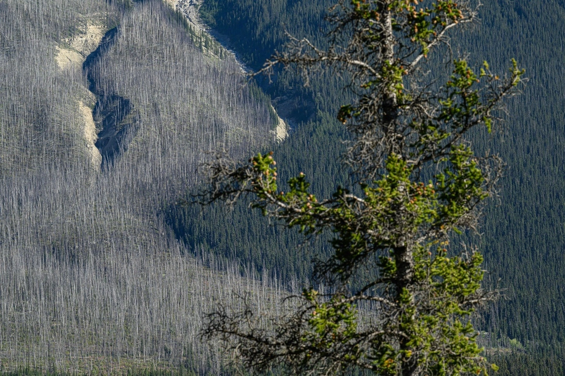 Árboles dañados por el fuego cerca del cruce del río Saskatchewan, entre los parques nacionales de Banff y Jasper, en Alberta, Canadá, el 9 de septiembre de 2022. Foto Afp