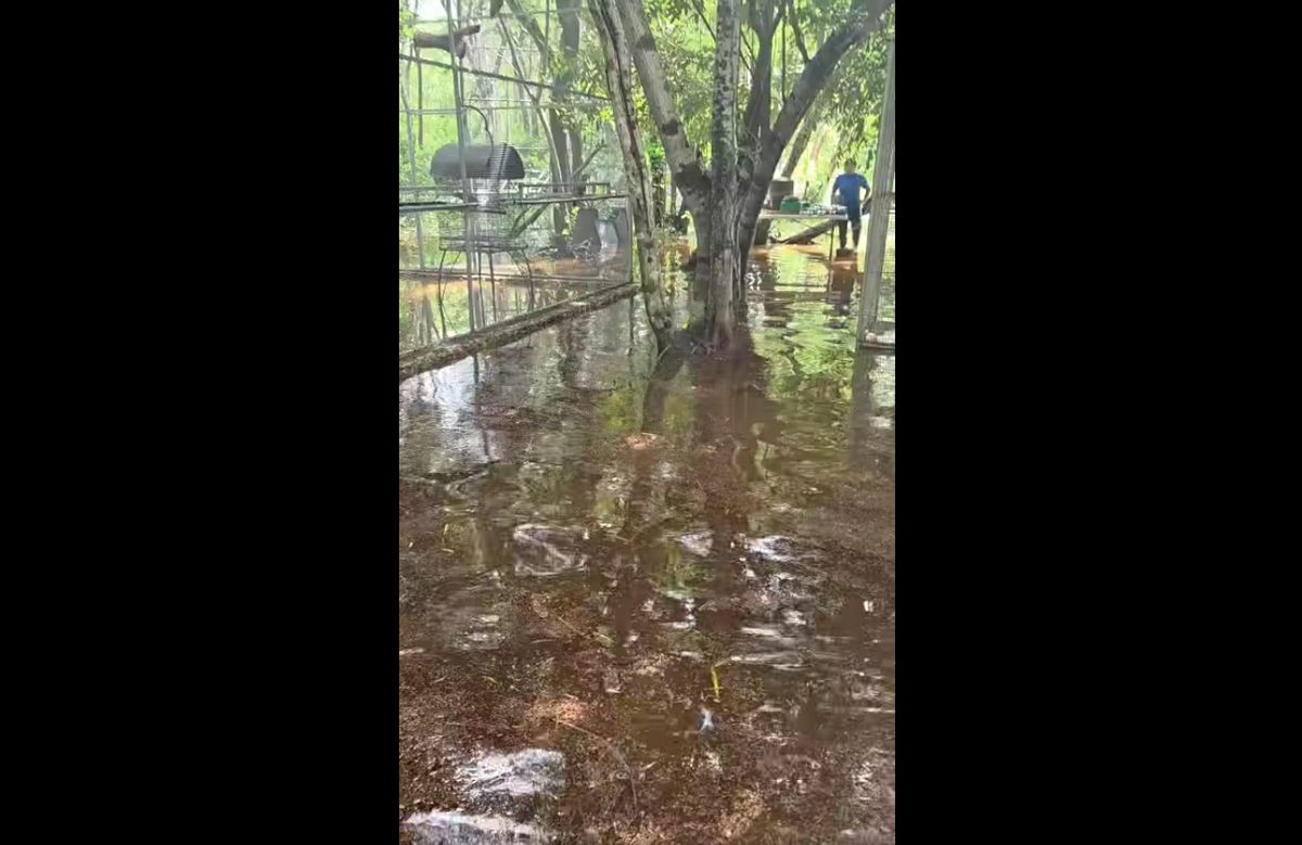 尤卡坦：暴雨摧毁了梅里达的鹦鹉庇护所