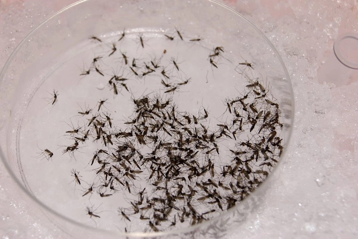 Portan una bacteria que hace que otro mosquito  pierda su capacidad de propagar los virus del dengue, zika y chikungunya. Foto