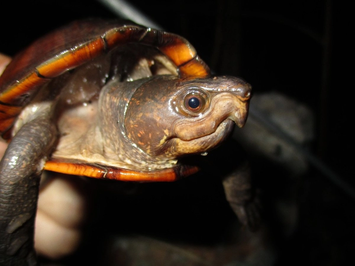 Las tortugas de pantano de Yucatán vivien en sartenejas y jaltunes, acumulaciones de agua de lluvia en las cavidades naturales de la roca caliza. Foto 