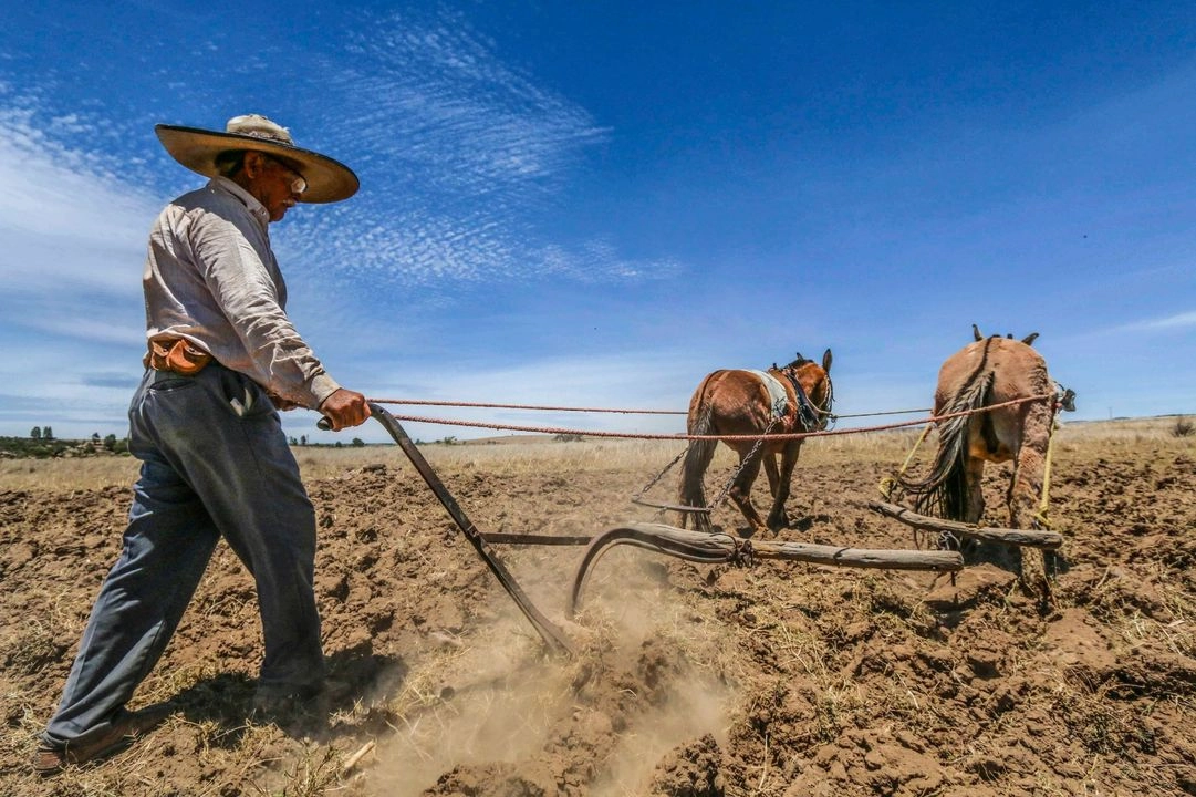  El campo zacatecano es el principal productor nacional de frijol, chile seco y ajo, pero enfrenta múltiples adversidades. Foto