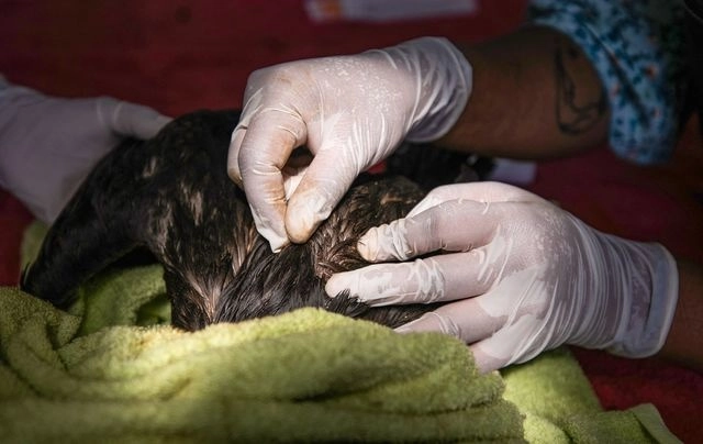 imagen distribuida por el Zoológico Parque de las Leyenzas muestra un cormorán contaminado con petróleo que recibe tratamiento médico en Lima. Foto Afp